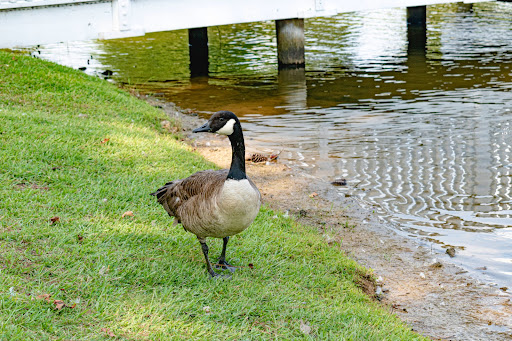 Park «Hunter Memorial Park», reviews and photos, 8830 Gurley Rd, Douglasville, GA 30134, USA