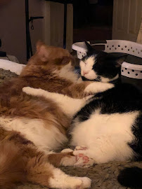 Konni's Cat Sitting - Photo 3 - Car repair in , Bakersfield