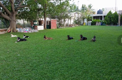 Colegio Canino Cancun