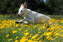 Matt Crossley Photography - Photo 2 - Car repair in , Boulder