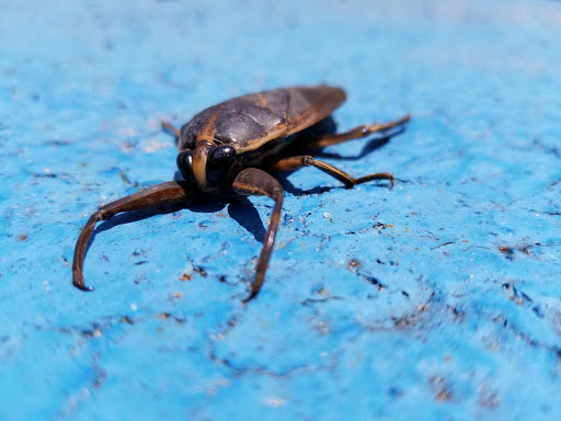 Water Park «Wild Water & Wheels», reviews and photos, 910 Highway 17 S, Surfside Beach, SC 29575, USA