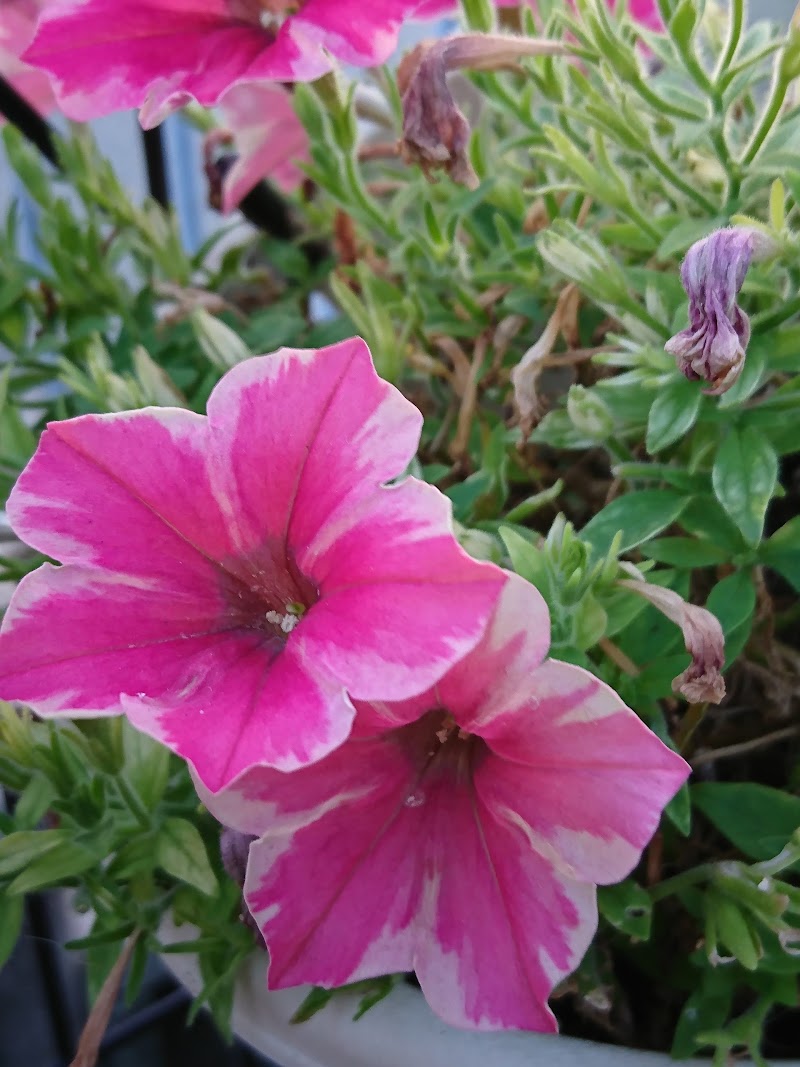 堂本動物病院 兵庫県明石市大久保町わかば 動物病院 動物病院 グルコミ