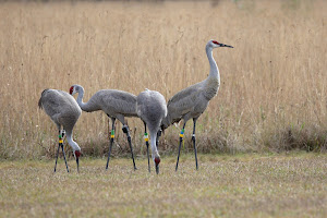 Mississippi Sandhill Crane National Wildlife Refuge Admin Building And Visitor Contact Station