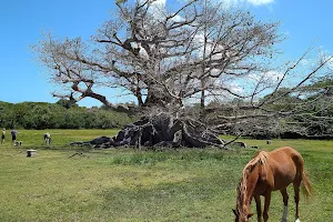 Parque de la Ceiba de Vieques Reserva Natural image