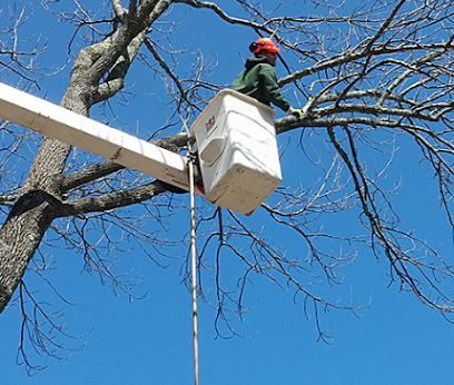 Des Moines Professional Tree Trimming Services