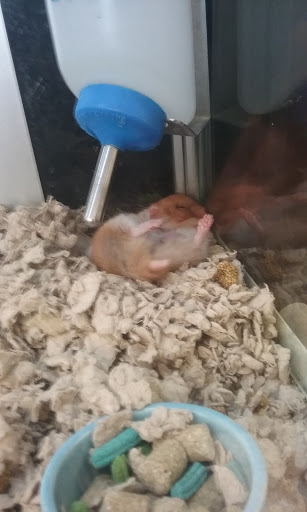 Pet Supply Store «Petco Animal Supplies», reviews and photos, 5700 100th St SW, Lakewood, WA 98499, USA