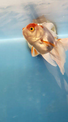 Pet Supply Store «PetSmart», reviews and photos, 1403 E Washington Ave, Union Gap, WA 98903, USA