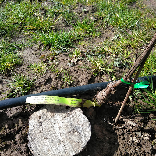 Vineyard «Stangeland Vineyards & Winery», reviews and photos, 8500 Hopewell Rd NW, Salem, OR 97304, USA