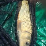 Photo n°1 de l'avis de Cristiano.r fait le 02/08/2018 à 21:39 sur le  Le Sorgenti del Laghetto - Osteria Ristorante Pizzeria à Gombito