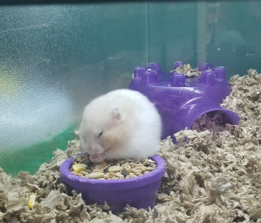 Pet Supply Store «Pet Supplies Plus», reviews and photos, 5315 Airport Hwy, Toledo, OH 43615, USA