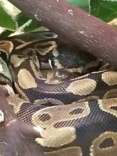 Pet Supply Store «PetSmart», reviews and photos, 157 Levittown Pkwy B, Levittown, PA 19055, USA