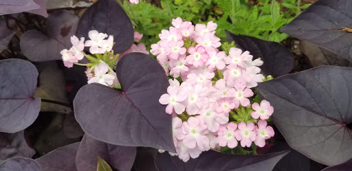 Garden «Conservatory Garden», reviews and photos, 402 5th Ave, New York, NY 10029, USA