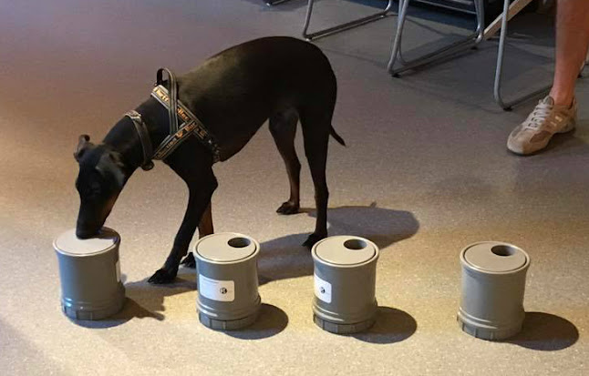 Dogs Understood - Hondentrainer