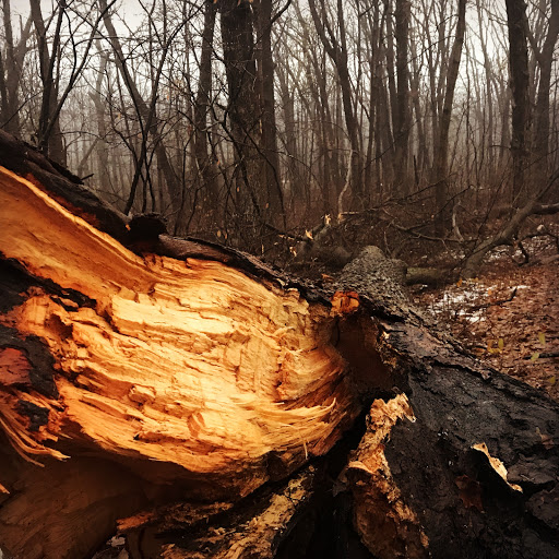 Nature Preserve «Meacham Forest Preserve», reviews and photos, Circle Ave, Bloomingdale, IL 60108, USA