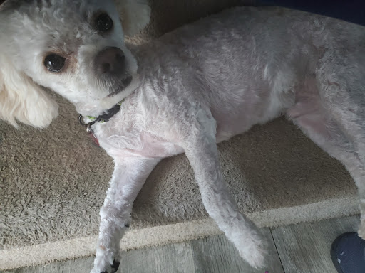 Pet Supply Store «PetSmart», reviews and photos, 9921 Pulaski Hwy, Baltimore, MD 21220, USA