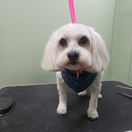 Pet Groomer «Doggie Style Bowtique», reviews and photos, 1713 Westport Rd, Kansas City, MO 64111, USA