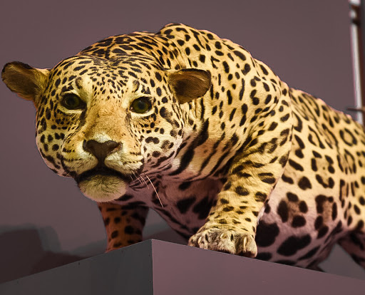 Museum «New Jersey State Museum», reviews and photos, 205 W State St, Trenton, NJ 08608, USA