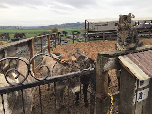 Willow Branch Horse Haven and Refuge