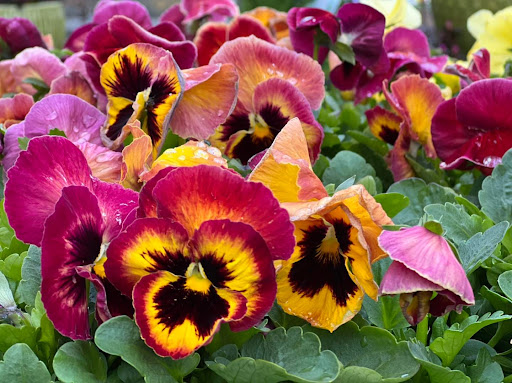 Garden Center «Bucks Country Gardens», reviews and photos, 1057 N Easton Rd, Doylestown, PA 18902, USA