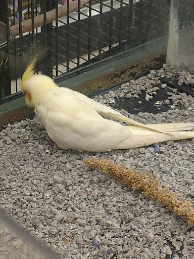 Pet Store «Petland», reviews and photos, 699 Harry Sauner Rd, Hillsboro, OH 45133, USA