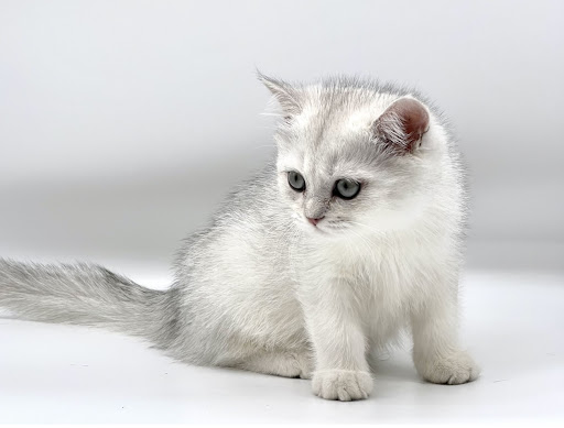 Magic Kittens Cattery