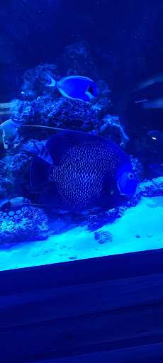 Tropical Fish Store «Kona Reef AZ - Pet Kona», reviews and photos, 10855 N 116th St #101, Scottsdale, AZ 85259, USA
