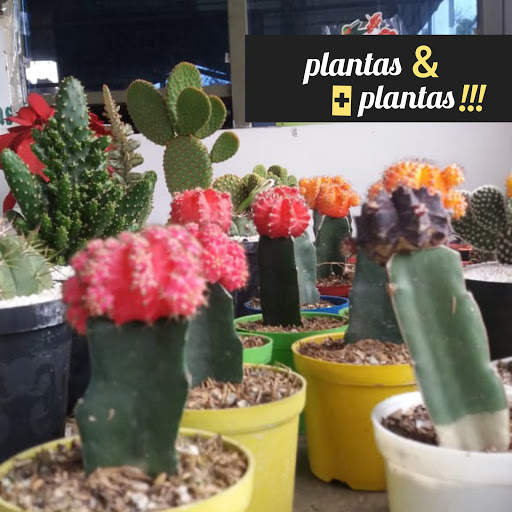 Plantas Y Más Plantas!!!