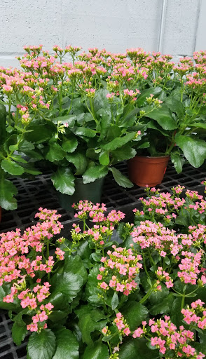 Florist «San Antonio Flower Co», reviews and photos, 7538 Broadway St, San Antonio, TX 78209, USA