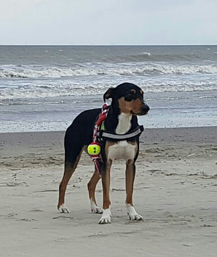 Tierarztpraxis Dr. Nicole Dubois unter Quierschied, 