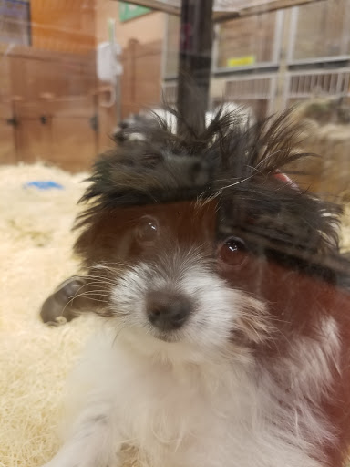 Pet Store «Just Pets», reviews and photos, 2154 E Commons Ave #327, Centennial, CO 80122, USA