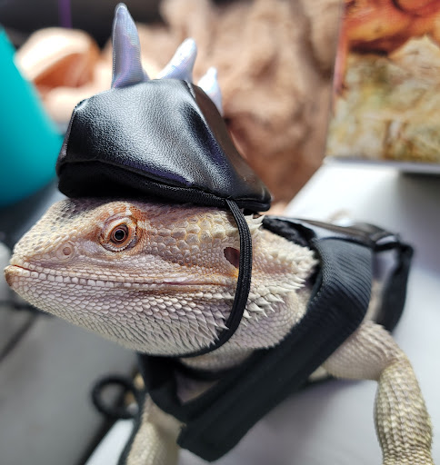 Pet Supply Store «Petco Animal Supplies», reviews and photos, 2000 NE Burnside Rd, Gresham, OR 97030, USA