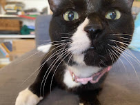 Pet Sitting with Dionne - Photo 4 - Car repair in , Henderson