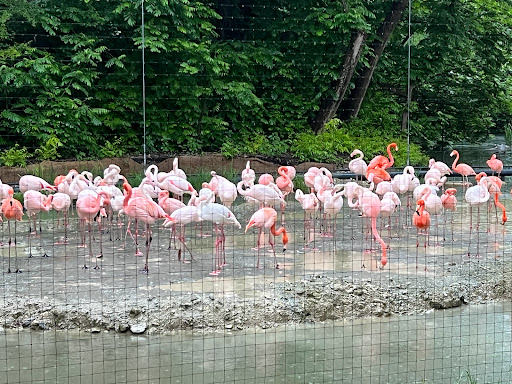 Flamingo-Eingang, Tierpark Hellabrunn
