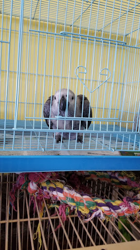 Pet Store «The Amazon Pet Store», reviews and photos, 2936 Del Prado Blvd, Cape Coral, FL 33904, USA