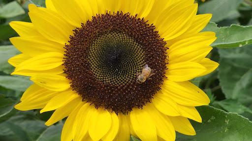 Farm «Four Town Farm», reviews and photos, 90 George St, Seekonk, MA 02771, USA