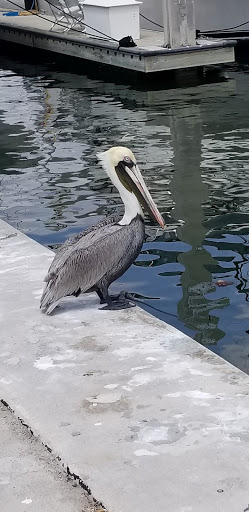 Fishing Charter «Flamingo Deep Sea Fishing», reviews and photos, 801 Seabreeze Blvd, Fort Lauderdale, FL 33316, USA