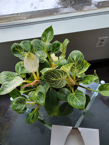 Florist «Toadflax Inc», reviews and photos, 5500 Walnut St, Pittsburgh, PA 15232, USA