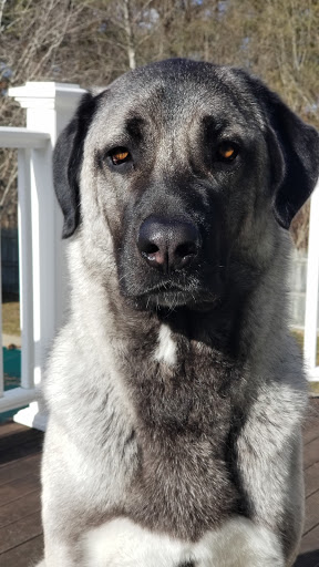 Pet Groomer «Happy Tails Self-Serve Dog Wash», reviews and photos, 267 Cotuit Rd Unit D, Sandwich, MA 02563, USA