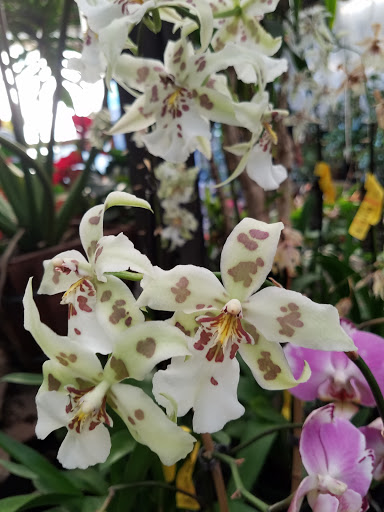 Plant Nursery «San Gabriel Nursery & Florist», reviews and photos, 632 S San Gabriel Blvd, San Gabriel, CA 91776, USA