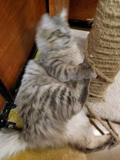 Pet Supply Store «PetSmart», reviews and photos, 2730 Pacific Coast Hwy, Torrance, CA 90505, USA