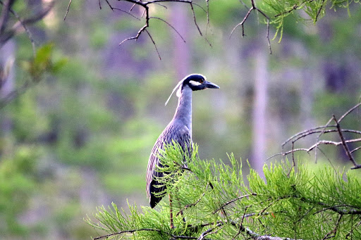 Wildlife Refuge «Mississippi Sandhill Crane National Wildlife Refuge», reviews and photos, 7200 Crane Ln, Gautier, MS 39553, USA