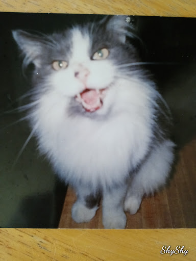 Pet Supply Store «Pet Supplies Plus», reviews and photos, 873 S Main St, Lapeer, MI 48446, USA