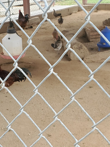 Park «Montebello Barnyard Zoo», reviews and photos, 600 Rea Dr, Montebello, CA 90640, USA