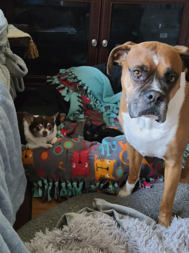 Berkshire Humane Society