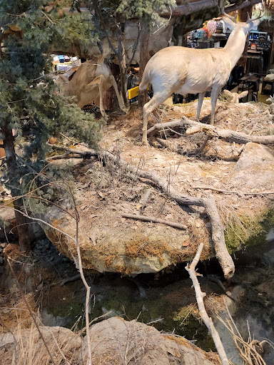 Sporting Goods Store «Bass Pro Shops», reviews and photos, 1000 Basspro Dr, Houston, TX 77047, USA