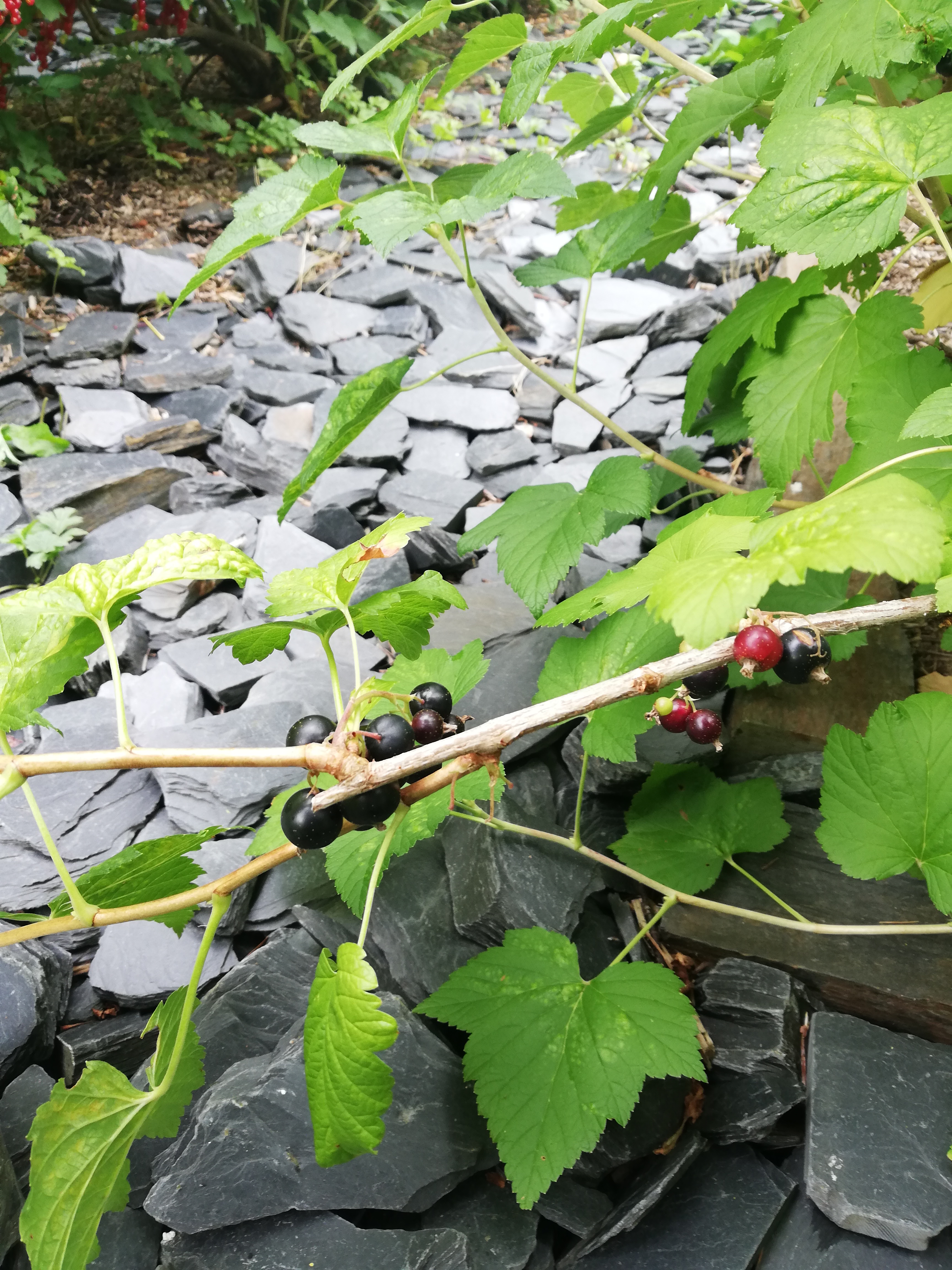 Photo n° 31 de l'avis de Elena.r fait le 13/06/2020 à 12:01