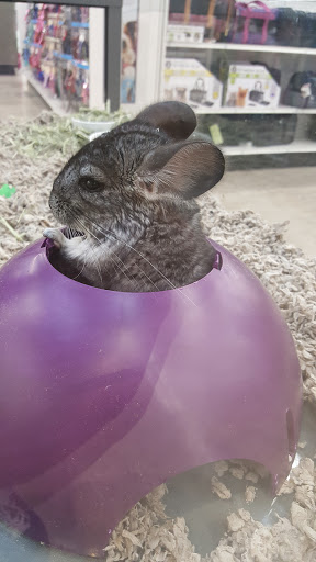 Pet Supply Store «Petco Animal Supplies», reviews and photos, 3495 Sports Arena Blvd, San Diego, CA 92110, USA