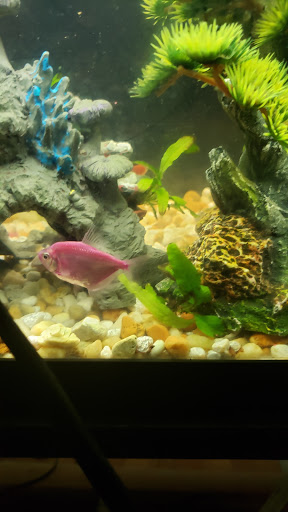 Pet Supply Store «Patriot Pets & Supplies-FL LLC», reviews and photos, 1242 Pine Island Rd # 47, Cape Coral, FL 33991, USA