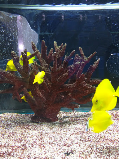 Aquarium «Aquarium World», reviews and photos, 13157 Northwest Fwy, Houston, TX 77040, USA