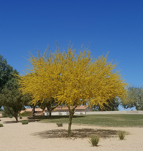 Park «Arrowhead Meadows Park», reviews and photos, 1475 W Erie St, Chandler, AZ 85224, USA